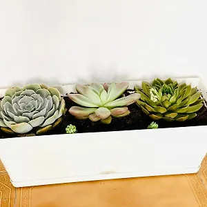  Apartamento Centro Con Solarium
